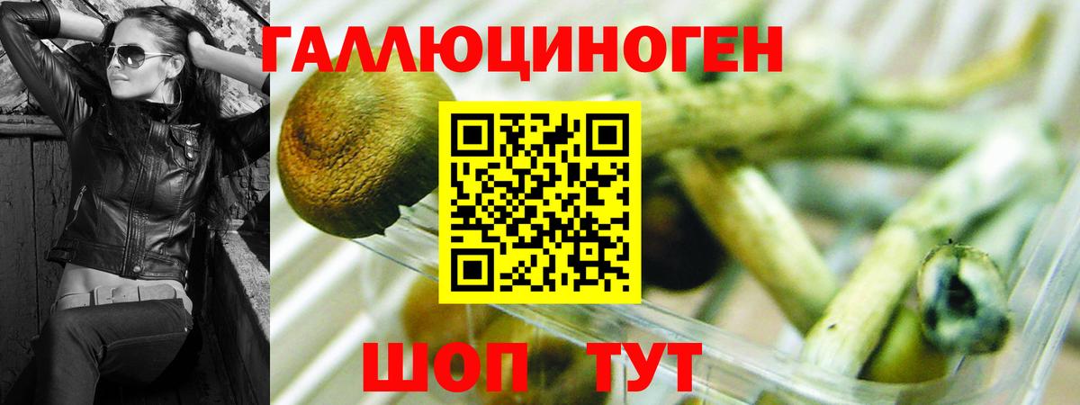 Галлюциногенные грибы Psilocybe Раменское